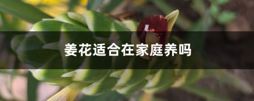 姜花适合在家庭养吗