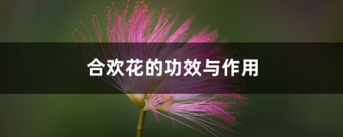 合欢花的功效与作用