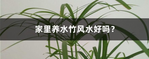 家里养水竹风水好吗？