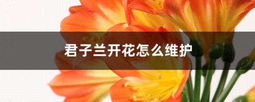 君子兰开花怎么维护