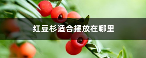 红豆杉适合摆放在哪里