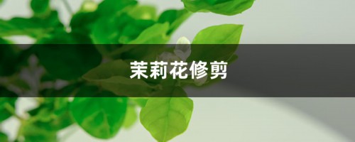 茉莉花怎么修剪