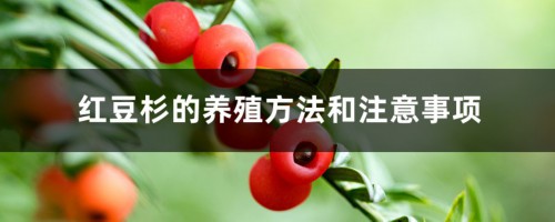 红豆杉的养殖方法和注意事项