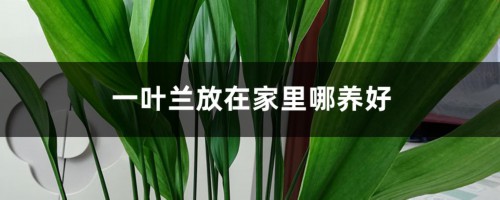 一叶兰放在家里哪养好