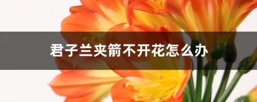 “君子兰”夹箭不开花，愁坏人！教你4招，花箭抽出开花艳！