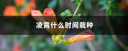 凌霄什么时间栽种