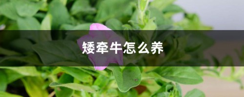 矮牵牛怎么养