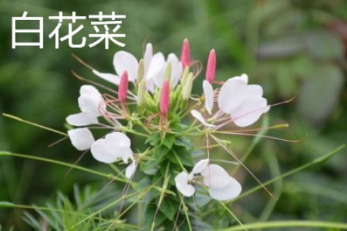 白花菜