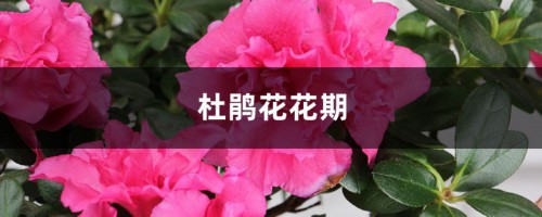 杜鹃花花期