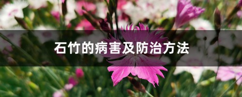 石竹的病害及防治方法