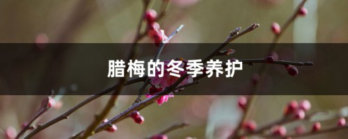 腊梅的冬季养护