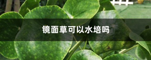 镜面草可以水培吗