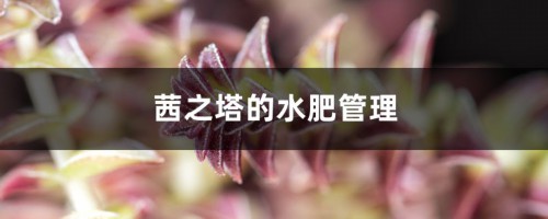 茜之塔的水肥管理